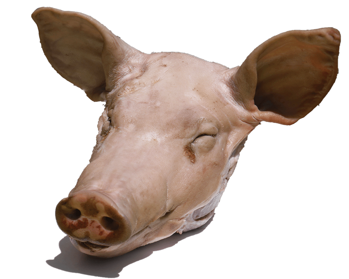 Tête de Porc, Vente Directe de Viande